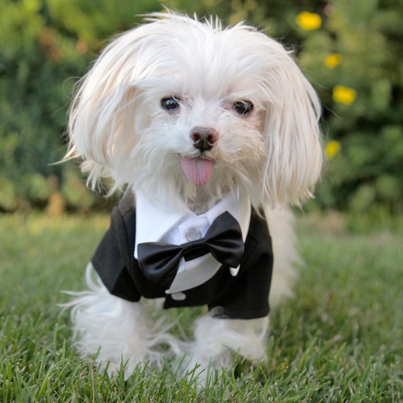 Meet your Posher, Beople’s buddies - Picture 1 of 1